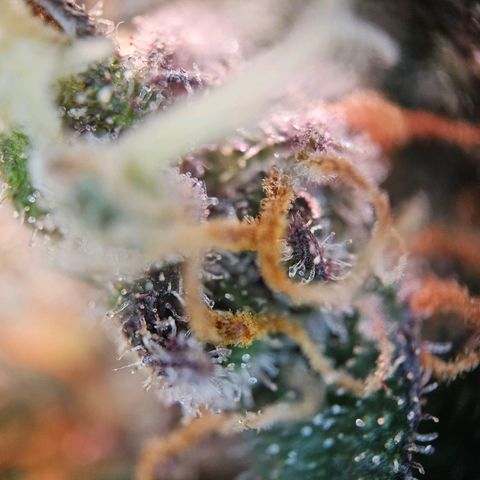 Fruit Spirit #1 growlog timeline photo