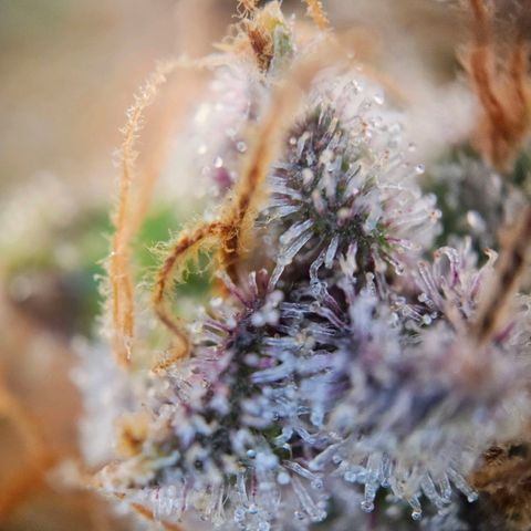 Lemon Shining Silver Haze #1 growlog timeline photo