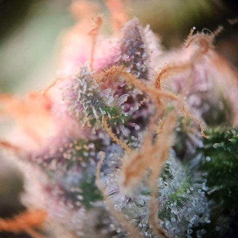 Lemon Shining Silver Haze #1 growlog timeline photo