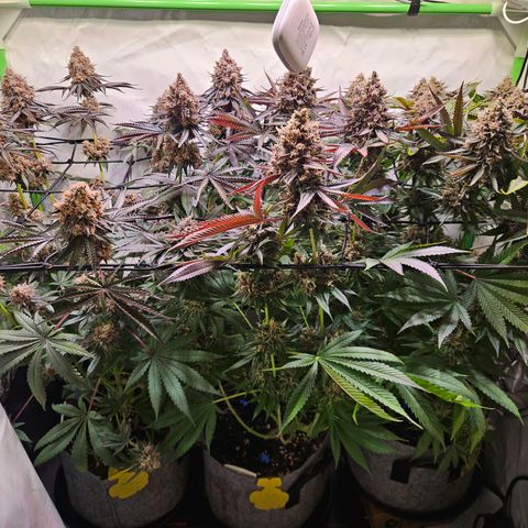 Lemon Shining Silver Haze #1 growlog timeline photo