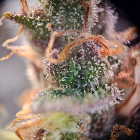 Fruit Spirit #1 growlog timeline photo
