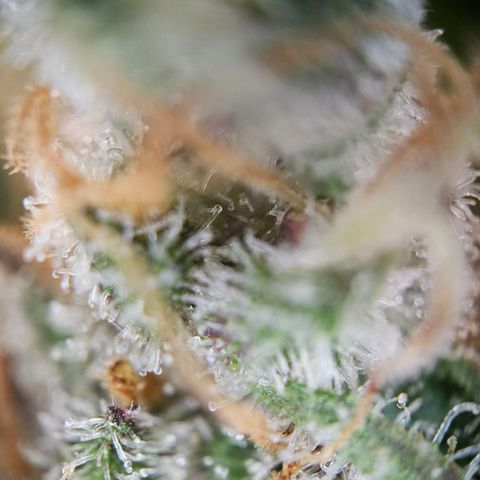 Fruit Spirit #1 growlog timeline photo
