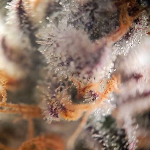 Lemon Shining Silver Haze #1 growlog timeline photo