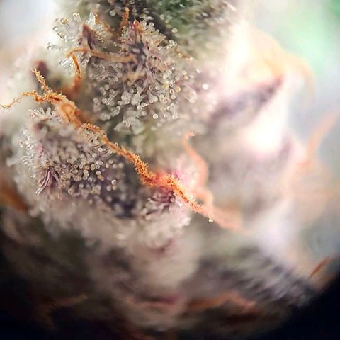 Lemon Shining Silver Haze #1 growlog timeline photo