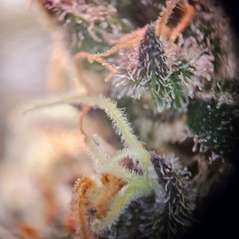 Lemon Shining Silver Haze #1 growlog timeline photo