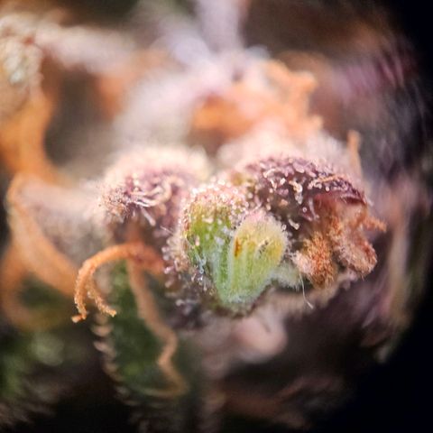 Lemon Shining Silver Haze #1 growlog timeline photo