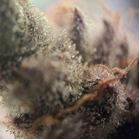 Lemon Shining Silver Haze #1 growlog timeline photo