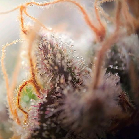 Lemon Shining Silver Haze #1 growlog timeline photo