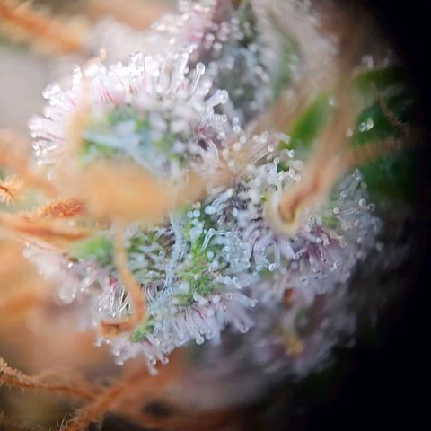 Lemon Shining Silver Haze #1 growlog timeline photo