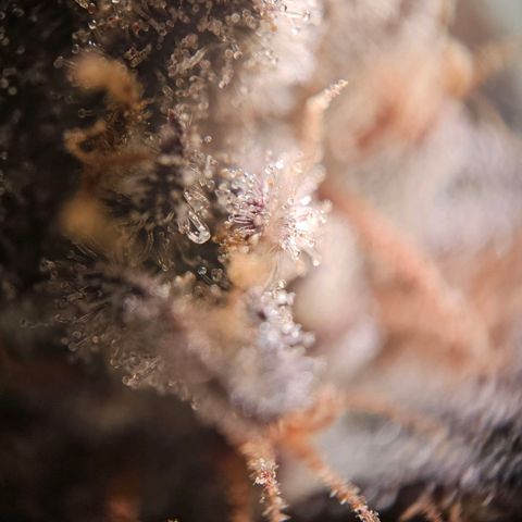 Lemon Shining Silver Haze #1 growlog timeline photo