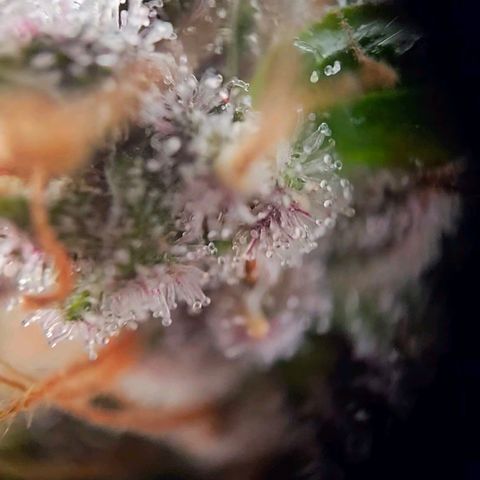 Lemon Shining Silver Haze #1 growlog timeline photo