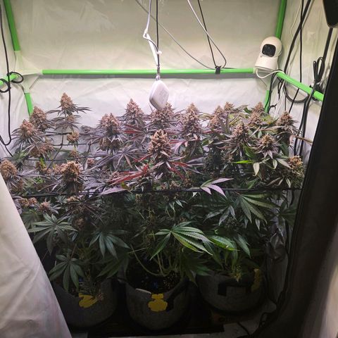 Lemon Shining Silver Haze #1 growlog timeline photo