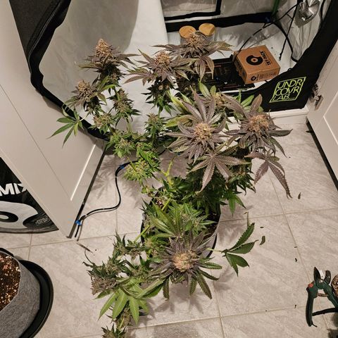 Lemon Shining Silver Haze #1 growlog timeline photo