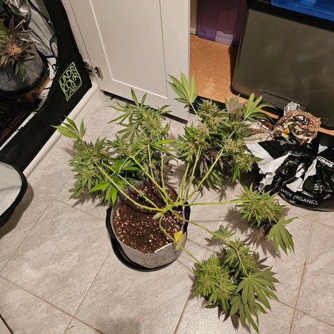 Lemon Shining Silver Haze #1 growlog timeline photo