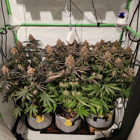 Lemon Shining Silver Haze #1 growlog timeline photo
