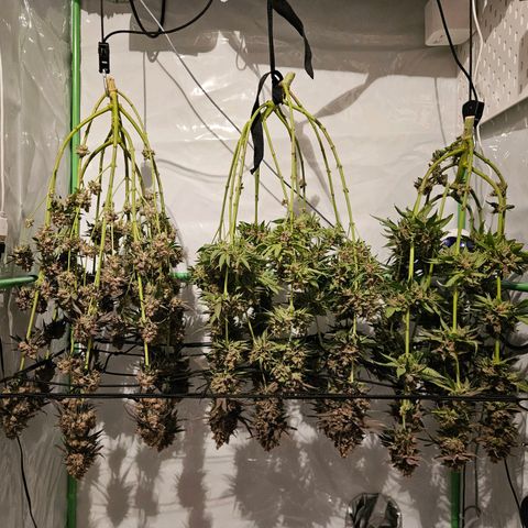 Lemon Shining Silver Haze #1 growlog timeline photo