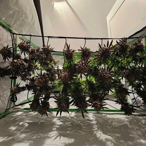 Lemon Shining Silver Haze #1 growlog timeline photo