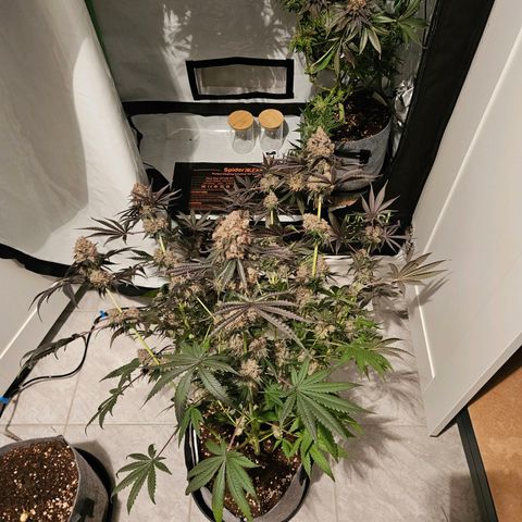 Lemon Shining Silver Haze #1 growlog timeline photo