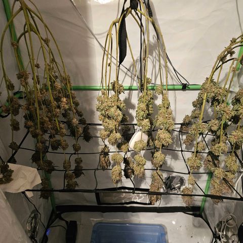 Lemon Shining Silver Haze #1 growlog timeline photo