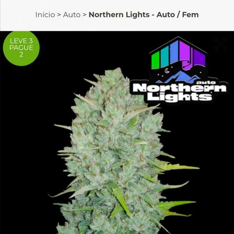 Auto Northern Lights 1 - In Braza growlog in Ambiente misto
