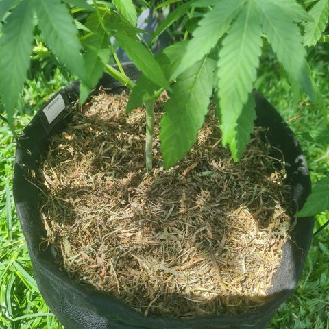 Gorilla Cookies - Zé seeds growlog timeline photo