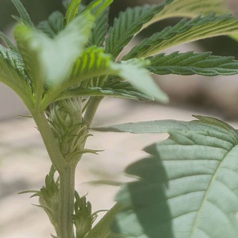 Gorilla Cookies - Zé seeds growlog photo: Pistilos?