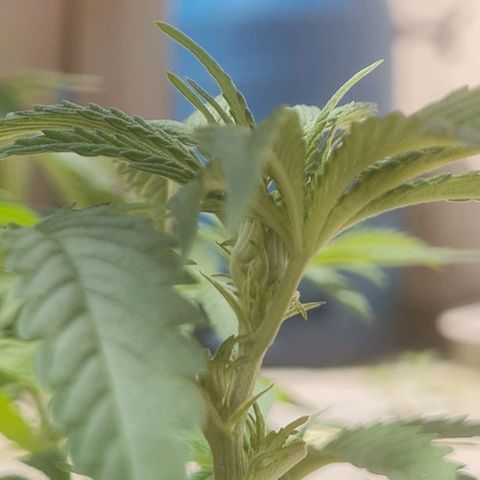 Gorilla Cookies - Zé seeds growlog photo: Pistilos?