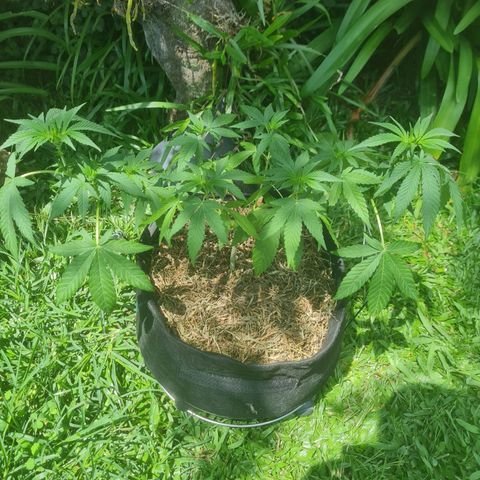 Gorilla Cookies - Zé seeds growlog timeline photo