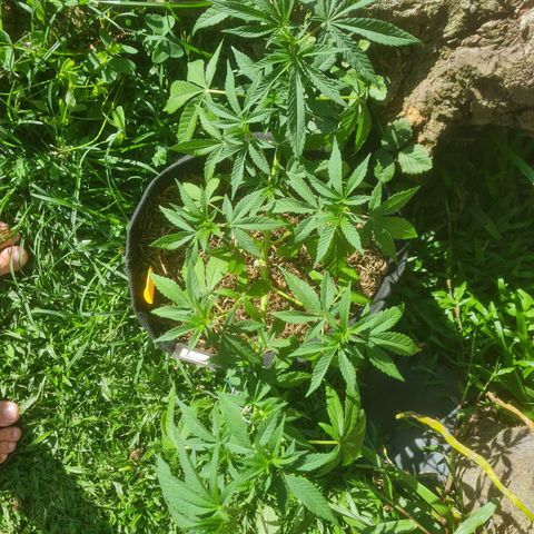 Gorilla Cookies - Zé seeds growlog photo: Leve e desfoliação e treino LST nas pontas.