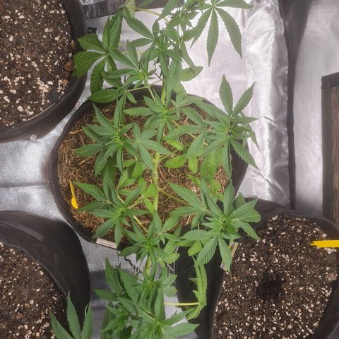 Gorilla Cookies - Zé seeds growlog timeline photo