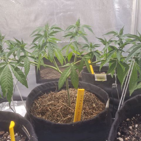 Gorilla Cookies - Zé seeds growlog timeline photo