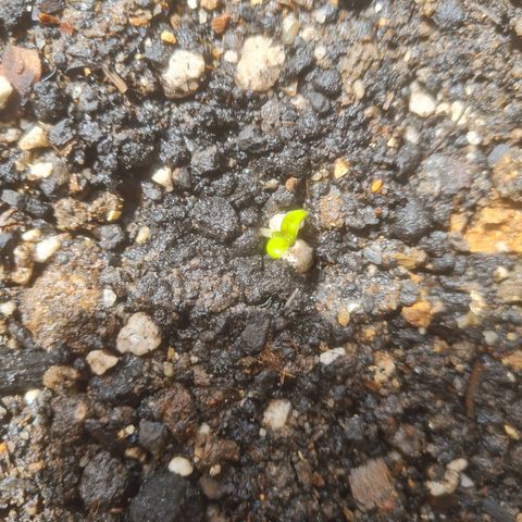 Auto Northern Lights 2 - In Braza growlog timeline photo