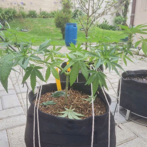 Gorilla Cookies - Zé seeds growlog timeline photo