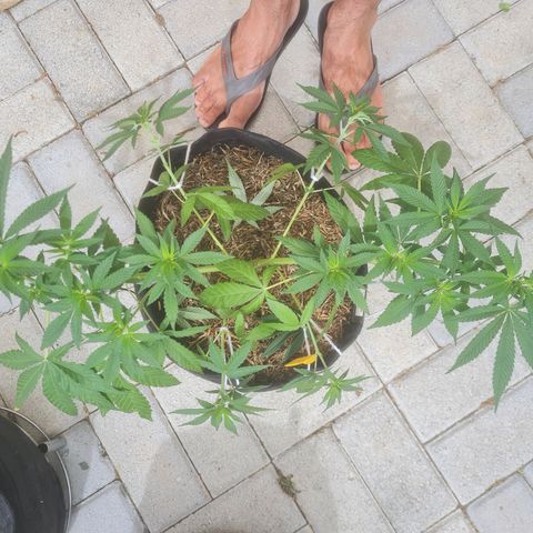 Gorilla Cookies - Zé seeds growlog timeline photo