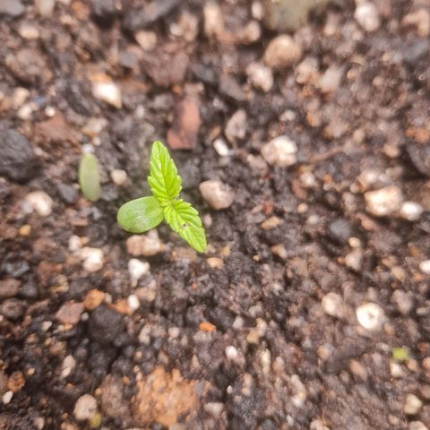 Auto Northern Lights 2 - In Braza growlog timeline photo