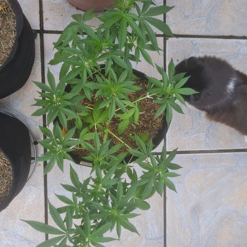 Gorilla Cookies - Zé seeds growlog timeline photo