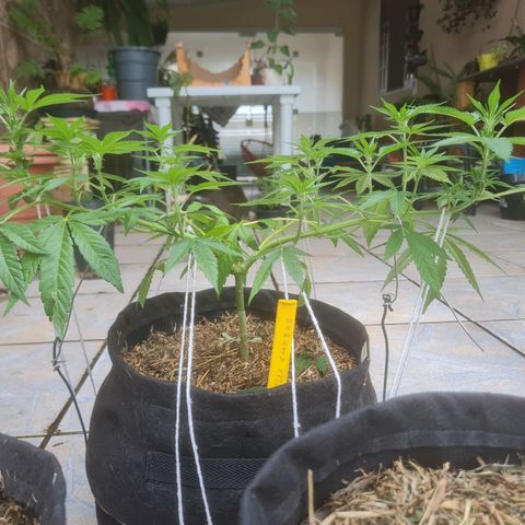 Gorilla Cookies - Zé seeds growlog timeline photo