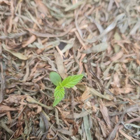 Auto Northern Lights 2 - In Braza growlog timeline photo