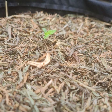 Auto Northern Lights 2 - In Braza growlog timeline photo