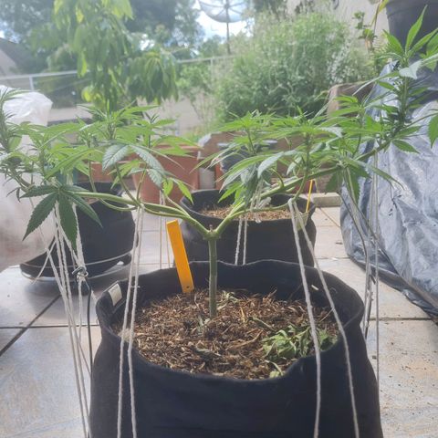 Gorilla Cookies - Zé seeds growlog timeline photo