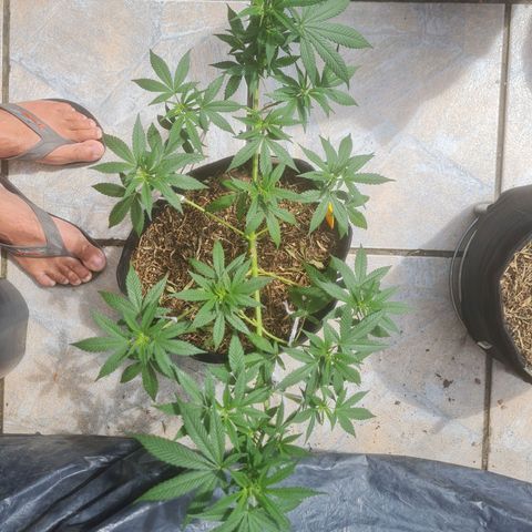 Gorilla Cookies - Zé seeds growlog timeline photo