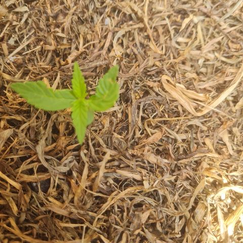 Auto Northern Lights 2 - In Braza growlog timeline photo