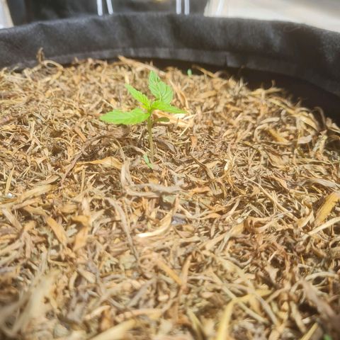 Auto Northern Lights 2 - In Braza growlog timeline photo