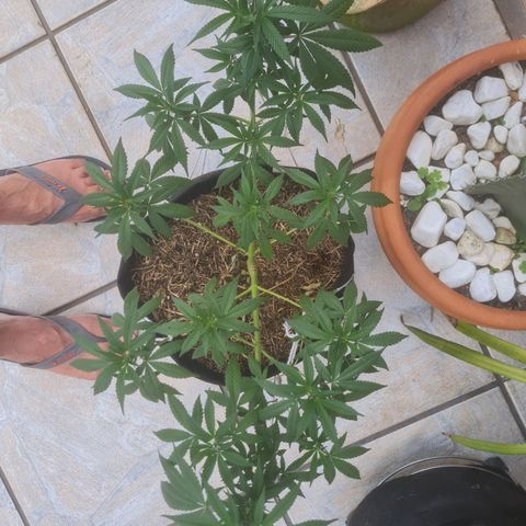 Gorilla Cookies - Zé seeds growlog timeline photo