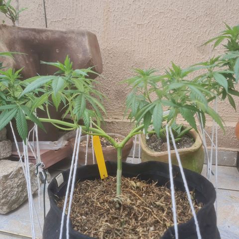 Gorilla Cookies - Zé seeds growlog timeline photo