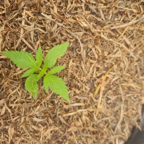 Auto Northern Lights 2 - In Braza growlog timeline photo