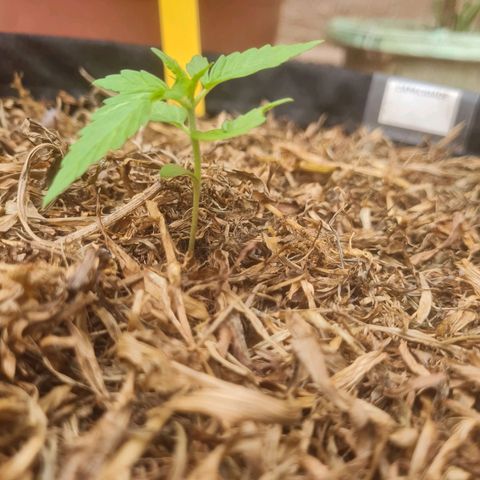 Auto Northern Lights 2 - In Braza growlog timeline photo