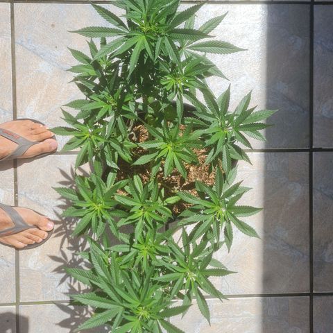 Gorilla Cookies - Zé seeds growlog timeline photo