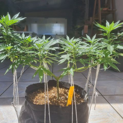 Gorilla Cookies - Zé seeds growlog timeline photo