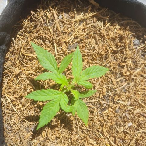 Auto Northern Lights 2 - In Braza growlog timeline photo